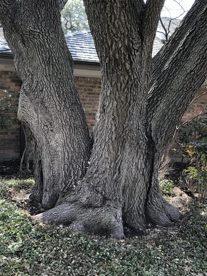Mature heritage tree close to a Warren property cared for by certified arborists